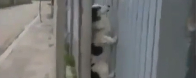 De Mission Impossible Hond
