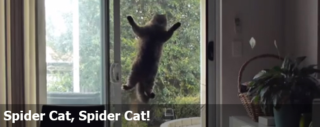 Spider Cat, Spider Cat!