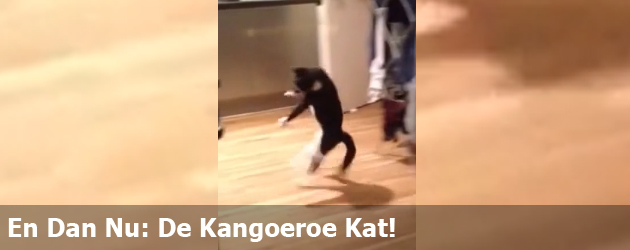 En Dan Nu: De Kangoeroe Kat!