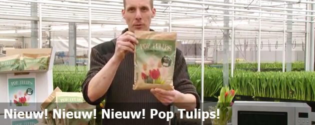 Nieuw! Nieuw! Nieuw! Pop Tulips!