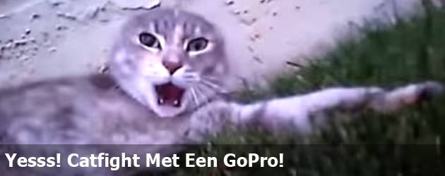 Yesss! Catfight Met Een GoPro!