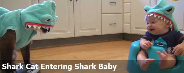 Shark Cat Entering Shark Baby
