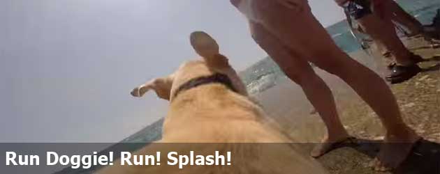 Run Doggie! Run! Splash!