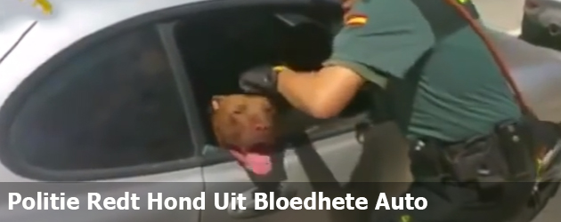 Politie Redt Hond Uit Bloedhete Auto