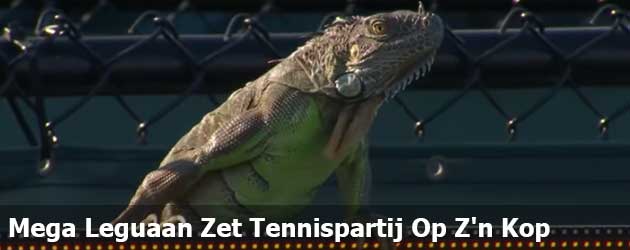 Mega Leguaan Zet Tennispartij Op Z'n Kop