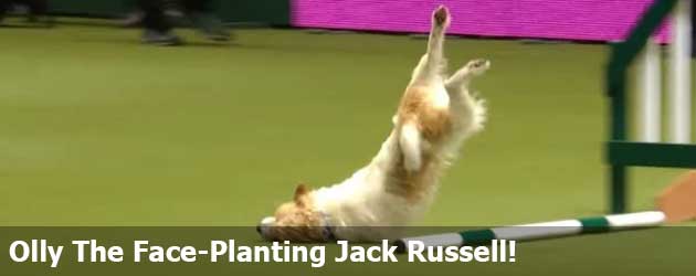 En Dan Nu! Olly The Face-Planting Jack Russell!