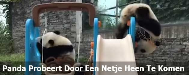 Panda Baby probeert zichzelf door een basket heen te duwen