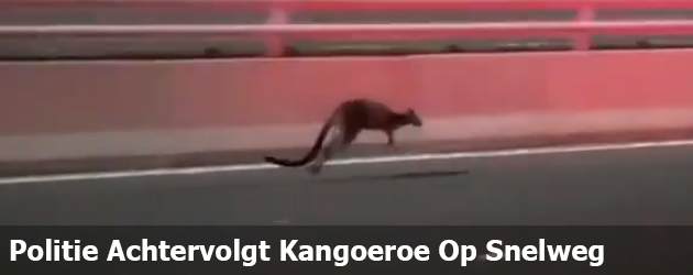 Politie Achtervolgt Kangoeroe Op Snelweg