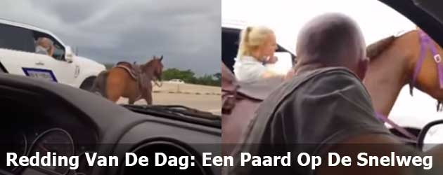 Redding Van De Dag: Een Paard Op De Snelweg
