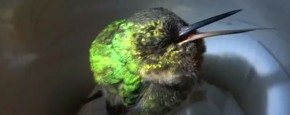 Schattig Momentje Van De Dag: Kolibrie