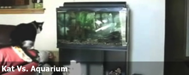 Kat Vs. Aquarium  