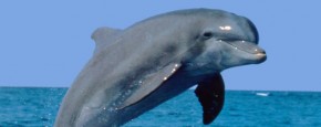 Dolfijn Bespringt Toerist