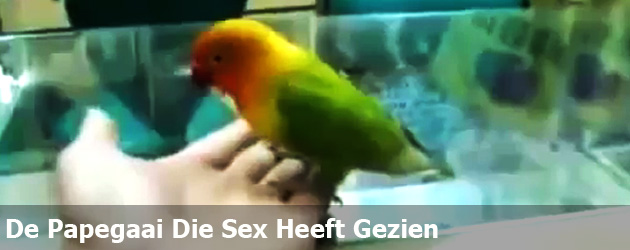 De Papegaai Die Teveel Sex Heeft Gezien