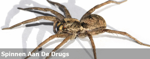 Spinnen Aan De Drugs