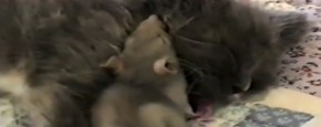 Schattig Momentje Van De Dag: Muis en Kat