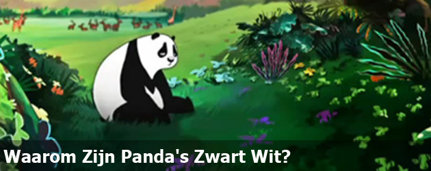 Waarom Zijn Panda's Zwart Wit? 