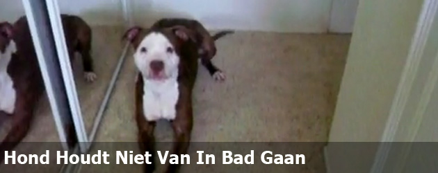 Hond Houdt Niet Van In Bad Gaan