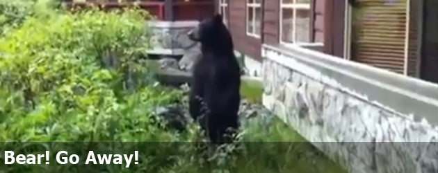 Bear! Go Away!