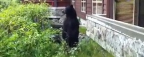 Bear! Go Away!