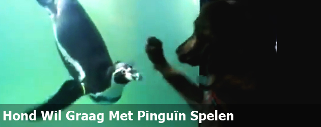 Hond Wil Graag Met Pinguin Spelen