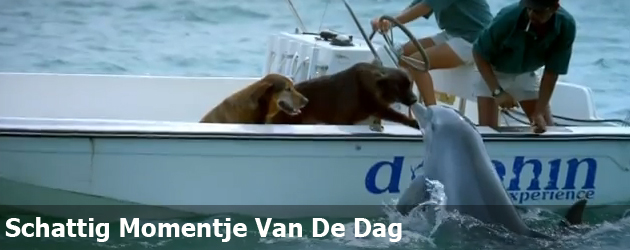 Schattig Momentje Van De Dag; dolfijn kust hond