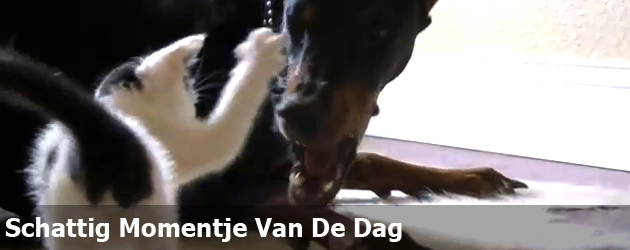 Schattig Momentje Van De Dag; dobermann vs kitten