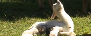 Schattig Momentje Van De Dag - Baby Alpaca vecht tegen slaap