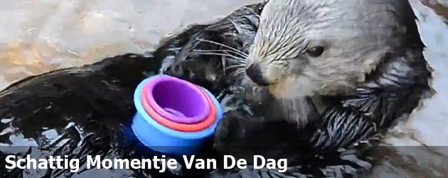Schattig Momentje Van De Dag: Nellie De Otter Stapelt Graag Kopjes