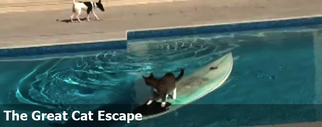 The Great Cat Escape 