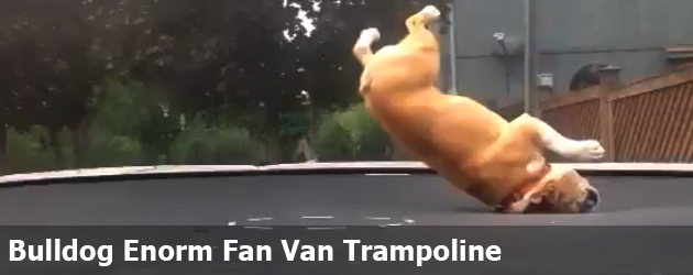 Bulldog Enorm Fan Van Trampoline