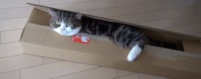 Schattig Momentje Van De Dag: Maru de kat en de langwerpige doos