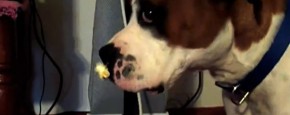 Schattig Momentje Van De Dag; hond krijgt popcorn niet van neus