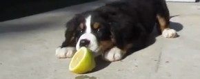 Schattig Momentje Van De Dag; hond versus citroen