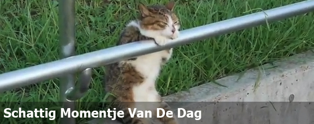 Schattig Momentje Van De Dag ; super coole kat