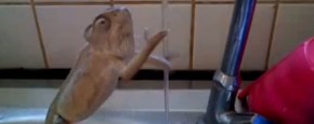 Schattig Momentje Van De Dag; kameleon wast handen
