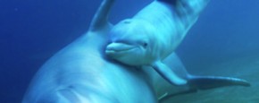 Schattig Momentje Van De Dag; de geboorte van een dolfijn