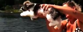 Schattig Momentje Van De Dag ; hond goed in luchtzwemmen