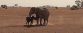 Schattig Momentje Van De Dag; olifantje redden