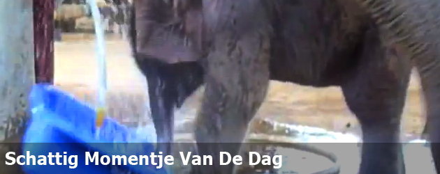 Schattig Momentje Van De Dag; baby olifant speelt voor het eerst met water