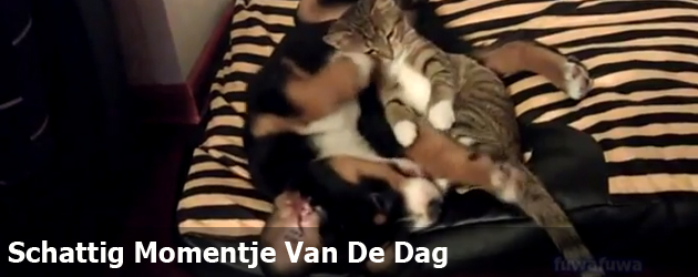 Schattig Momentje Van De Dag; puppy en kitten knuffelen 