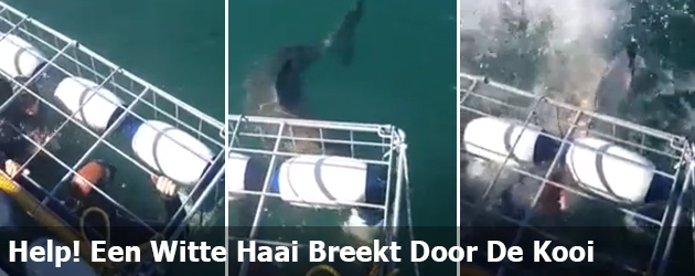 Help! Een Witte Haai Breekt Door De Kooi 