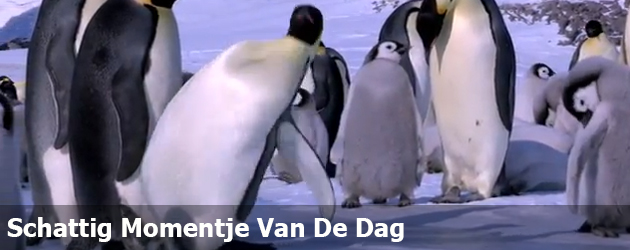 Schattig Momentje Van De Dag; pinguin fail compilatie