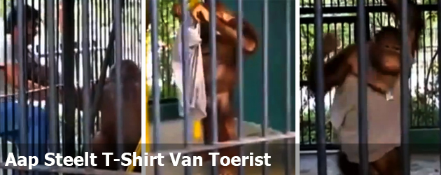 Aap Steelt T-Shirt Van Toerist