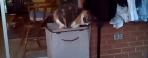 Kat Versus Vrolijke Wasmand