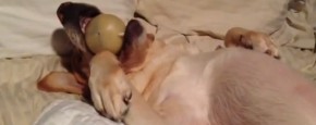 Schattig Momentje Van De Dag; hond valt in slaap met bal