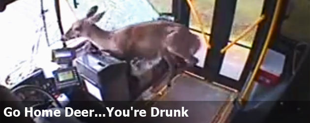 Go Home Deer...You're Drunk