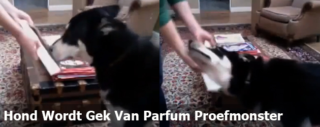 Hond Wordt Gek Van Parfum Proefmonster 