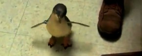 Baby Pinguïn Wil Graag Gekieteld Worden
