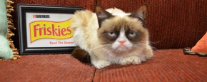 Grumpy Cat Werkt Voor Friskies