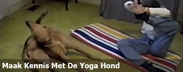 Maak Kennis Met De Yoga Hond